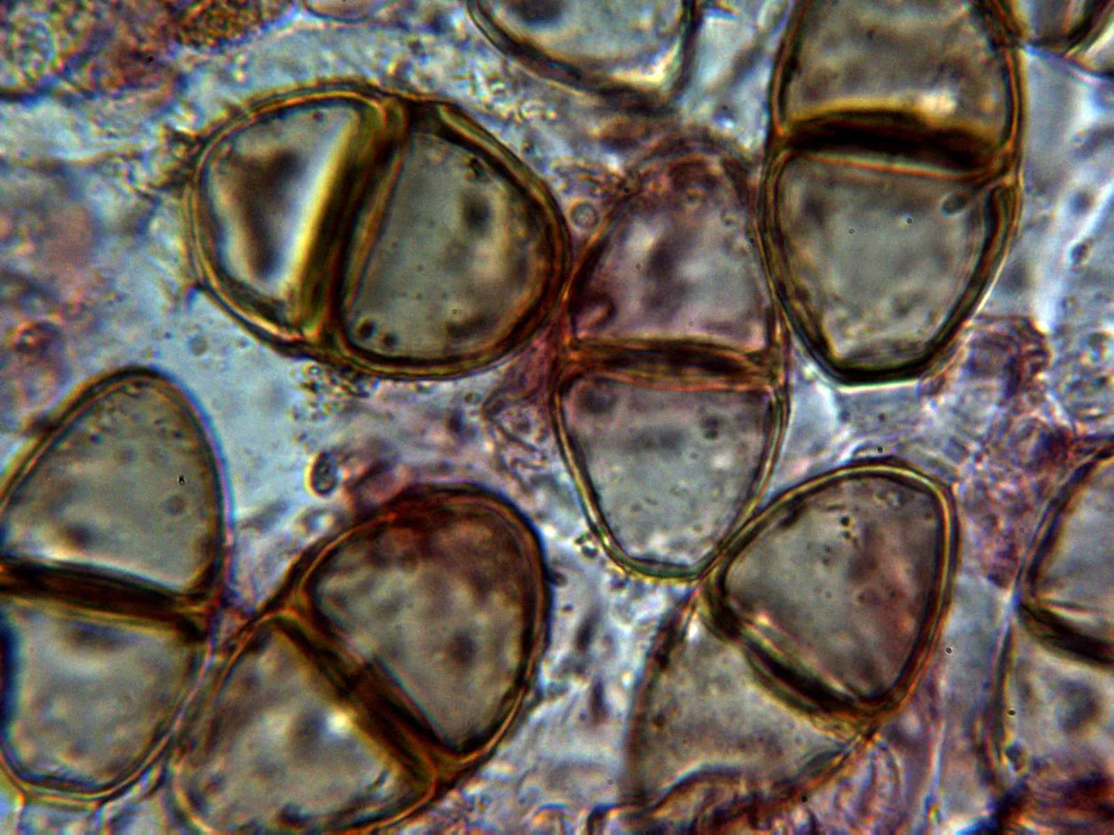 10 - Teliosporas 2